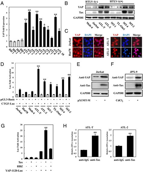 HTLV 1 activates YAP via NF κB p65 to promote oncogenesis PNAS