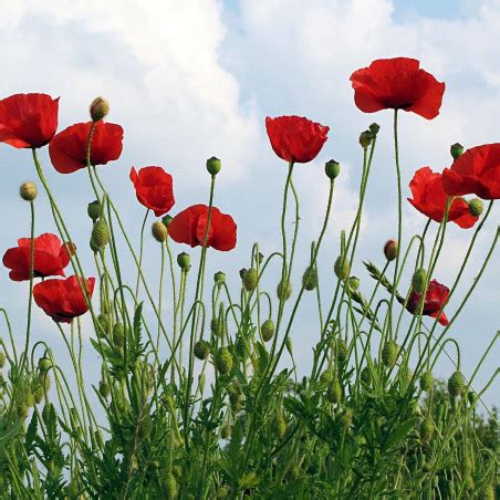 Graines De Coquelicot Semences De Papaver Rhoeas