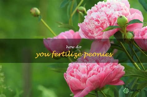 Best Practices For Fertilizing Peonies A Comprehensive Guide ShunCy