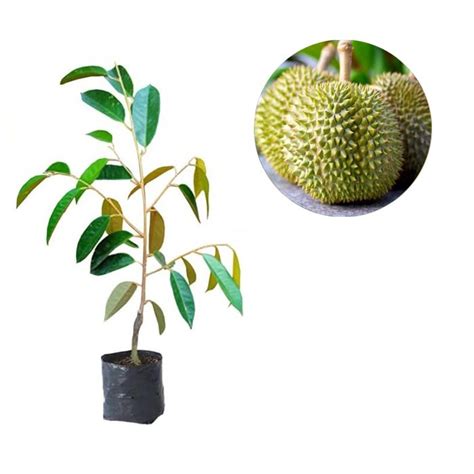 Jual Bibit Buah Durian D24 Malaysia 70 Cm BIBIT TERBAIK Shopee