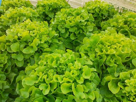 Jardin De Cocagne De La Haute Borne Tous En Bottes