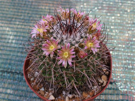 Mammillaria Carnea Rs 641 Rio Salado Oax In 2020 Rio Salado