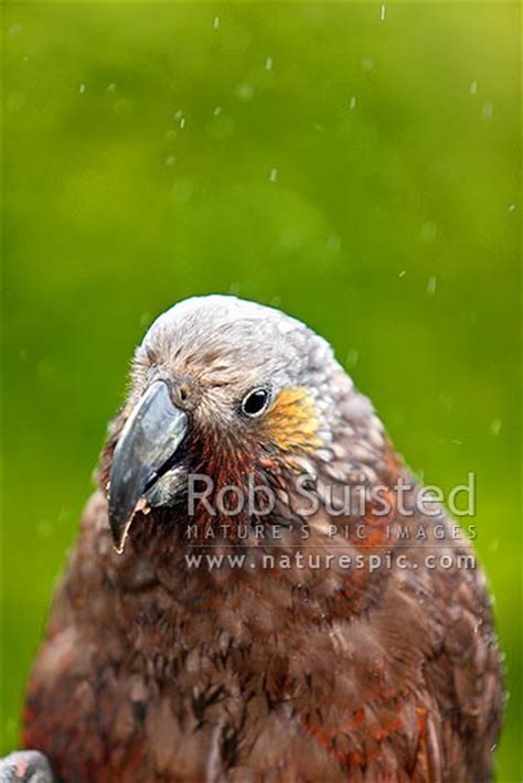 South Island Kaka Bird Nestor Meridionalis Meridionalis Strigopidae