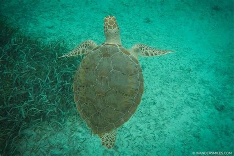 Fun Things To Do In Caye Caulker An Unbelizeable Island She