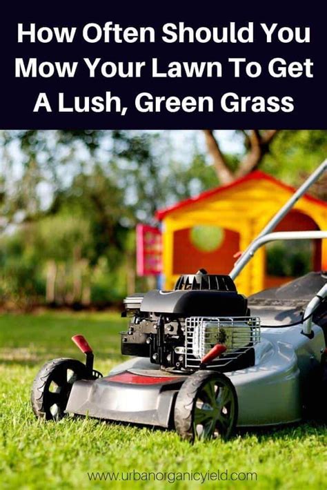 How Often Should You Mow Your Lawn Mowing Healthy Lawn Lawn