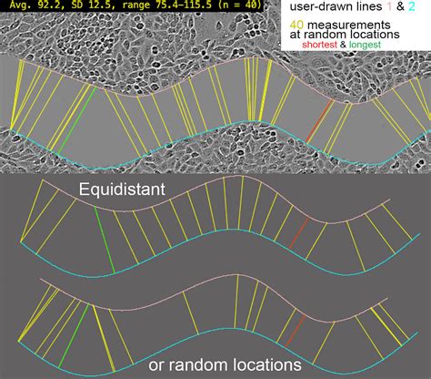 ImageJ Macro To Measure Distance Between Two User Drawn Lines Edges