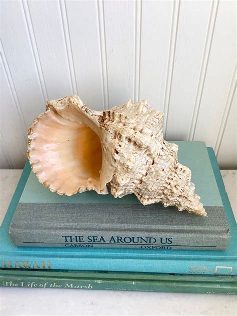 Vintage Large Frog Conch Shell Natural Seashell Conch Shell Etsy