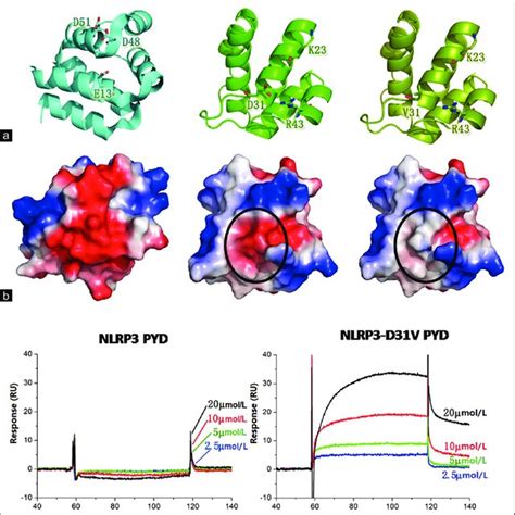 Pattern-recognition receptor (PRR) signaling pathways. Three classes of... | Download Scientific ...