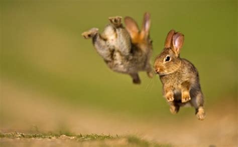 Why Do Rabbits Hop Mypetcarejoy