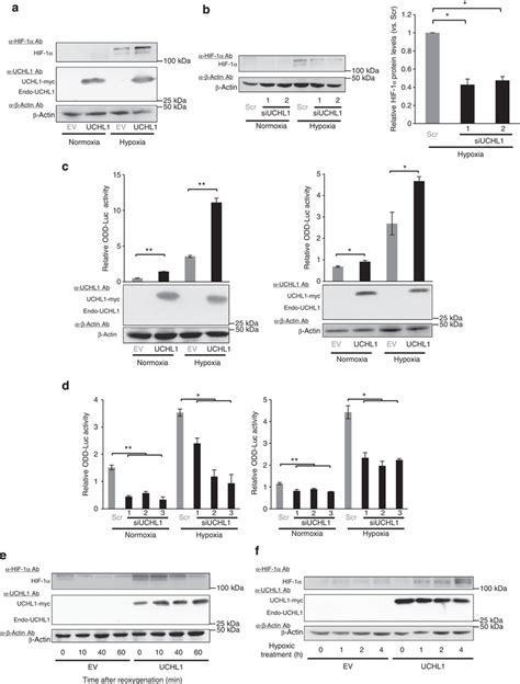 Uchl1 Increases The Stability Of Hif 1α Ab Hela A And 293t B