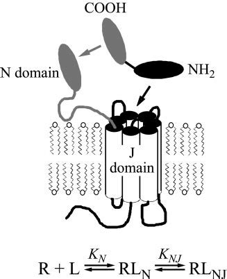 Two Site Model Of Receptor Ligand Interaction For The PTH1 Receptor