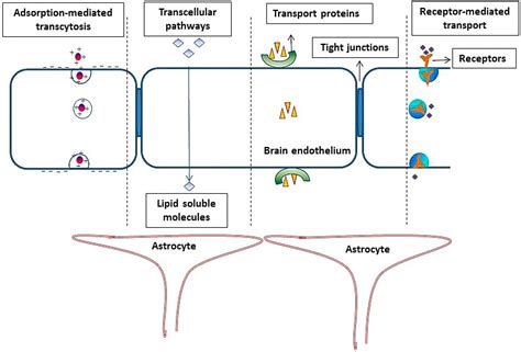 Ijms Free Full Text The Role Of Cell Penetrating Peptide And