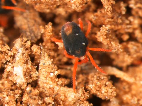 Grain Mites in Wheat March 2022 | Oklahoma State University