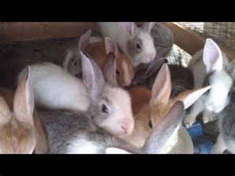 Rabbit Weaners Farming A Complete Guide To Raising Healthy Bunnies