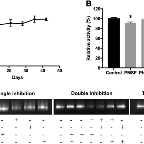 Determination Of Relative Proteolytic Activity Using Azocasein And