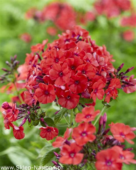 Floks Phlox P Omyk Wiechowaty Orange Perfection Du A Paczka