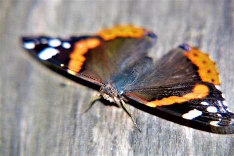 Mariposa Naturaleza El Verano Mes Foto Gratis En Pixabay Pixabay