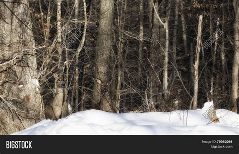 Deer Camouflage Image & Photo (Free Trial) | Bigstock