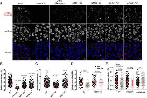 Lcfa Coa Regulates Clathrin Mediated Endocytosis By Inhibiting Nme