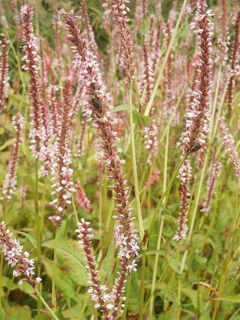 Plantfiles Pictures Mountain Fleece Rosea Persicaria Amplexicaulis