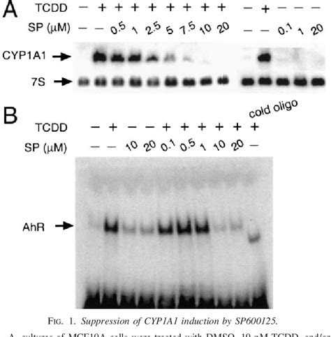 Figure 1 From The Jun N Terminal Kinase Inhibitor SP600125 Is A Ligand