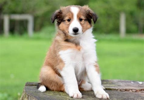 10 Best Dogs For First Time Owners Top First Dog Breeds To Adopt