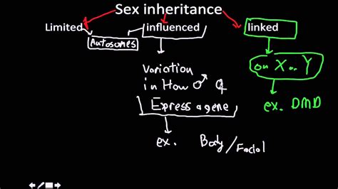 Genetics Sex Limited Vs Sex Influenced Vs Sex Linked Inheritance YouTube