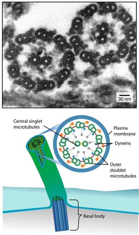 Microtubules In A Cell Diagram