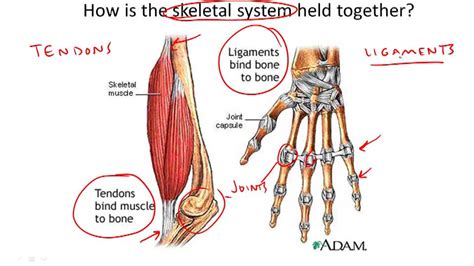 Skeletal System Structure And Function Example 4 Video Biology Ck 12 Foundation