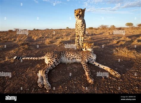 Male Subadult Cheetah Acinonyx Jubatus Kalahari Basin Namibia Stock