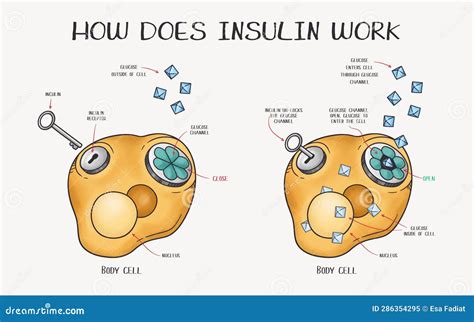 Hand Drawn Vector Illustration Explaining How Does Insulin Work Stock