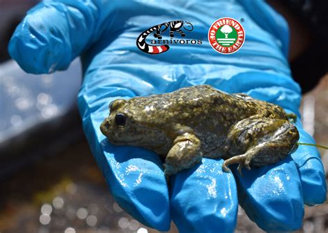 Un progetto per salvare la rana gigante del Titicaca Zarabazà