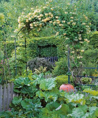 Best Climbing Plants For Arches Easy Ideas For Your Garden