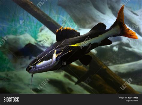 Red-tailed Catfish Image & Photo (Free Trial) | Bigstock