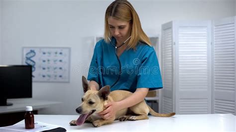 Experienced Vet Checking Dog Health With Stethoscope Pet Physical