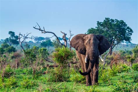 Poster Elefante Africano Nella Savana Verde Compra Poster E Quadri Online