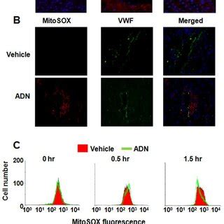 Adiponectin Promotes UCP2 Expression In Hepatic Endothelial Cells AKO