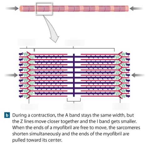 Week 6b Thick And Thin Filaments Diagram Quizlet