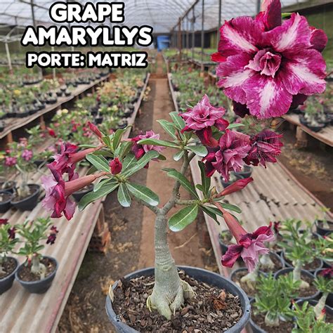 Rosa Do Deserto Gm Matriz Grape Amaryllis Gm Rosa Do Deserto As