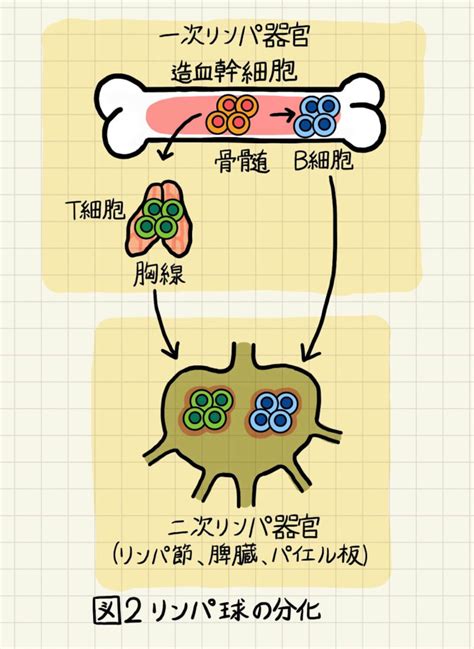 免疫反応は体のどこで起きているのか？血液、リンパ液、リンパ球、抗原の循環について詳しく解説！ じっくり医学講座