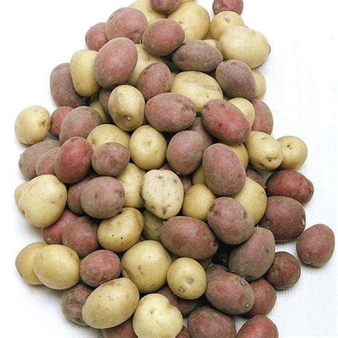 Peewee Potato Medley — Melissas Produce