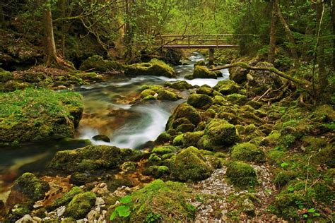 Forest Scene With Bridge by Burtn on DeviantArt