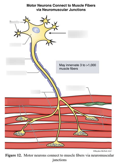 BIOL 319 Motor Neurons Connected To Muscle Fibers Via Neuromuscular