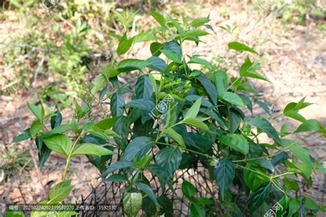 断肠草大茶藤钩吻种植畜牧养殖农林渔牧摄影素材汇图网