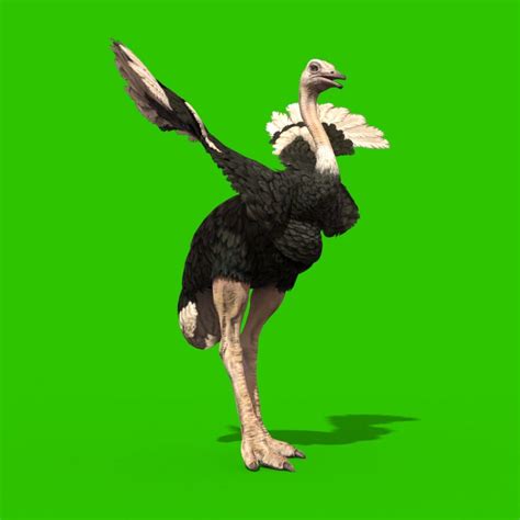 Ostrich 3d Model Animated Pixelboom