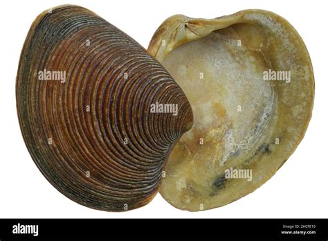 Striped Venus Shell Chamelaea Striatula From The Dutch North Sea