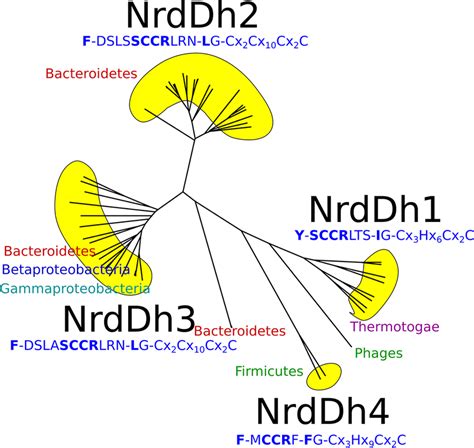 unlabelled phylogenetic tree   nrddh class  nrdd sequences