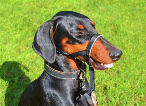 Best Dog Head Halter Regain Control Of Your Walks