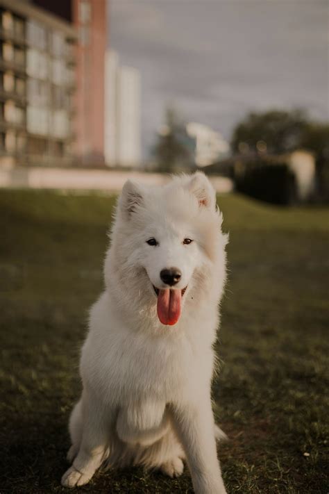 Samoyed Photos, Download The BEST Free Samoyed Stock Photos & HD Images