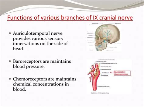 Glossopharyngeal Nerve And Its Pathology Ppt Ppt